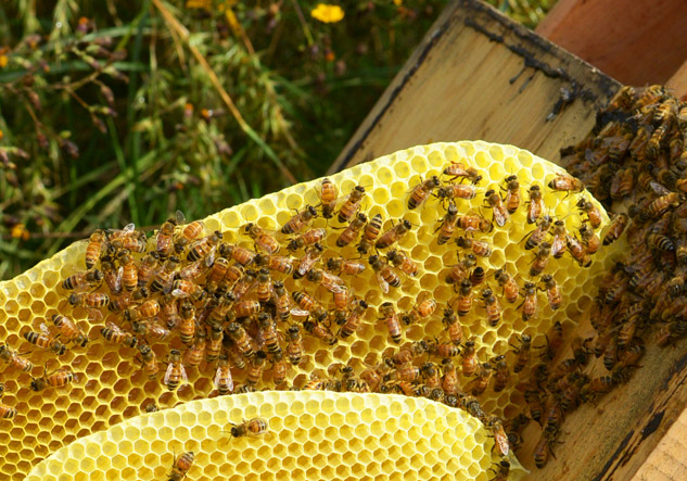 compromiso sociedad de abejas